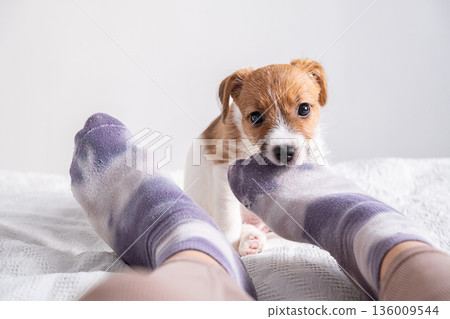 Small cute puppy, little dog, bites woman's foot in sock playfully. Small cute puppy, little dog, bites woman's foot in sock playfully. 136009544