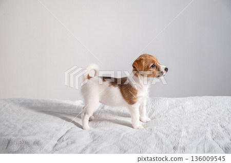 Small puppy dog standing on white textured blanket against light gray background. 136009545