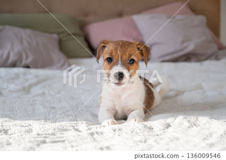 Cute jack russell terrier puppy laying on comfortable bed looking at camera. 136009546