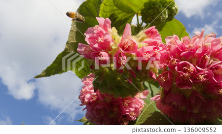 瓦氏多貝亞花和蜜蜂採集花蜜 136009552