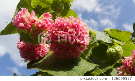 Dombeya wallicki flowers and bees collecting nectar 136009557