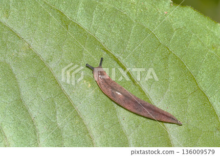 一種蛞蝓 136009579