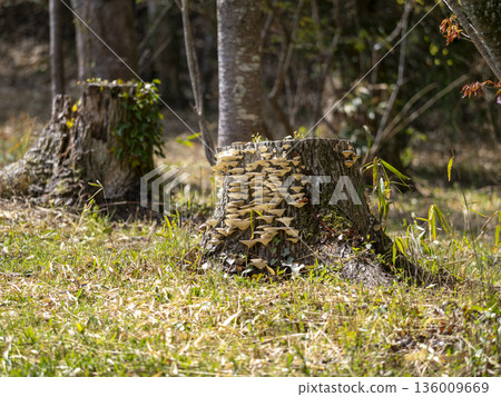 樹樁上生長著雲芝 136009669