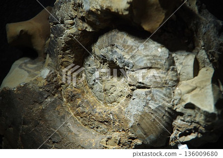 Ammonite fossil 136009680