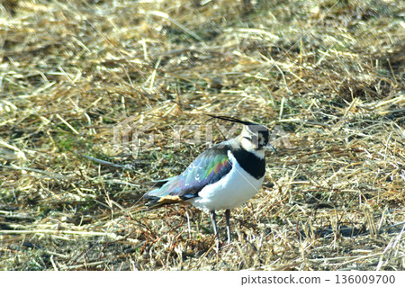 一隻北鳳頭麥雞在冬天的稻田裡覓食。 136009700