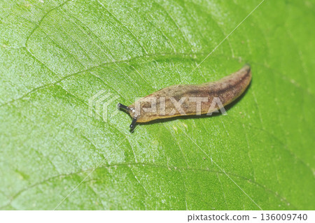 一種蛞蝓 136009740