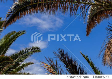 Palm fronds framing blue sky with soft clouds seen from below detailed textures and copy space 136009765