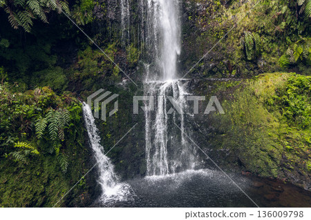 Waterfall in mossy cliff on Levada do Caldeirao Verde trail with ferns wet basalt and dark pool 136009798