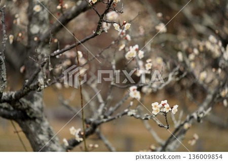 Early spring plum Early spring plum 136009854