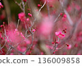 早春梅花 136009858