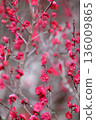 早春梅花 136009865