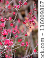 早春梅花 136009867