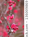 早春梅花 136009869