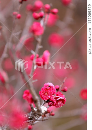Early spring plum Early spring plum 136009869