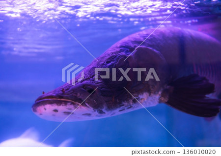 arapaima, one of the largest freshwater fish in aquarium, Beppu arapaima, one of the largest freshwater fish in aquarium, Beppu 136010020