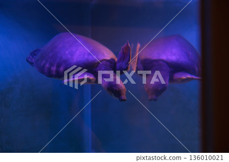 Pig nosed or Fly River turtle swim with reflect on mirror 136010021