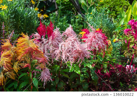 Plumed Celosia flowers (Celosia Plumed Celosia flowers (Celosia 136010022