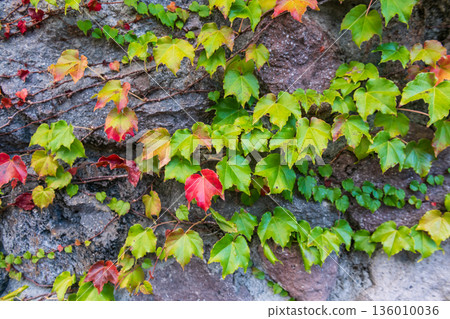 Autumn ivy climber plant on wall in fall season, Yufuin Autumn ivy climber plant on wall in fall season, Yufuin 136010036