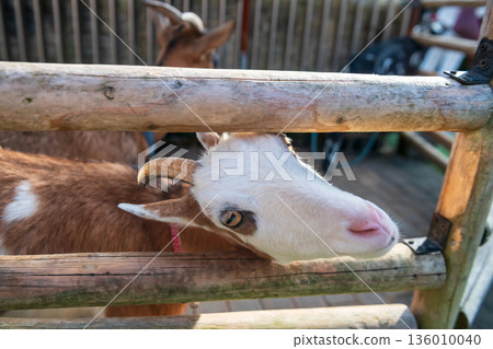 cute goat beg for foog in stable, Yufuin floral village, Oita 136010040