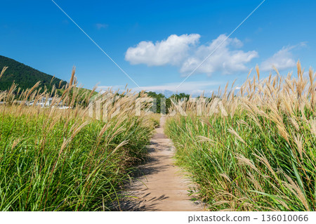 Miscanthus marsh grassland by Route of Tadewara Wetlands, Oita 136010066