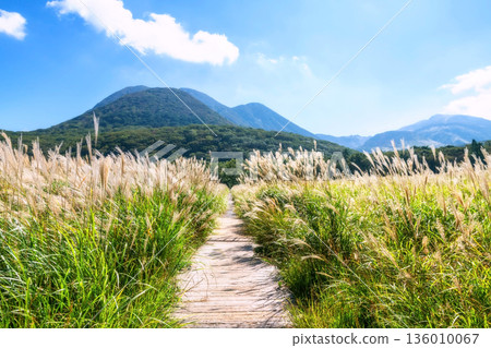 trail along Miscanthus grassland marsh Tadewara Wetlands, Oita 136010067