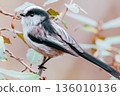 Long-tailed tit with cute eyes 136010136