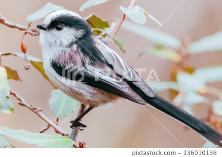 Long-tailed tit with cute eyes Long-tailed tit with cute eyes 136010136