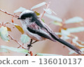 Long-tailed tit perched on a branch 136010137