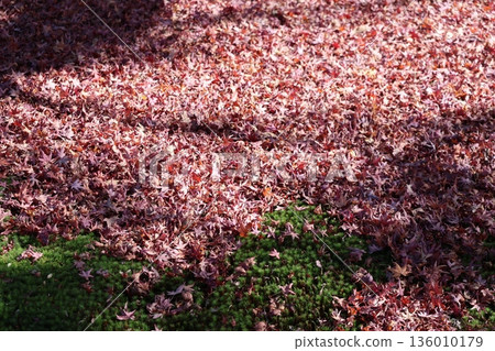 A landscape of red maple leaves and fallen leaves on the ground A landscape of red maple leaves and fallen leaves on the ground 136010179