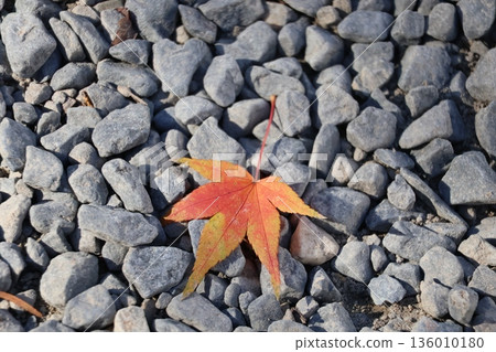 A landscape of a single colorful maple leaf on a pebble ground A landscape of a single colorful maple leaf on a pebble ground 136010180