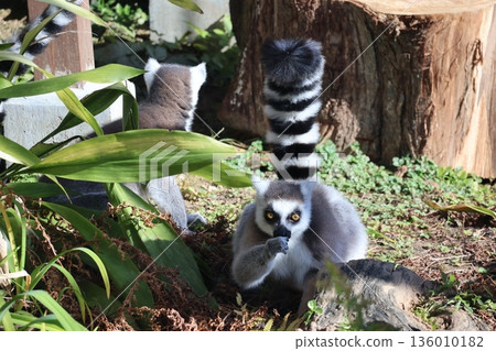 動物園裡的一幕,一隻環尾狐猴用爪子摀住嘴巴。 動物園裡的一幕,一隻環尾狐猴用爪子摀住嘴巴。 136010182