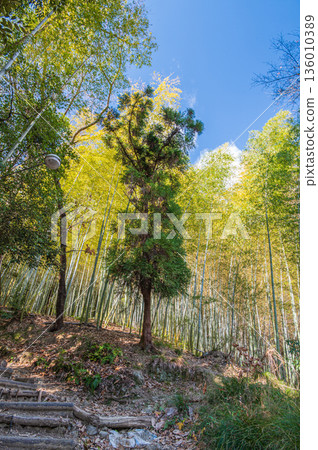 Coniferous trees and bamboo forest, Oyamazaki Town, Otokuni District, Kyoto Prefecture Coniferous trees and bamboo forest, Oyamazaki Town, Otokuni District, Kyoto Prefecture 136010389