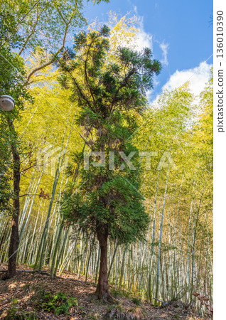 京都府乙國郡大山崎町的針葉樹和竹林 京都府乙國郡大山崎町的針葉樹和竹林 136010390