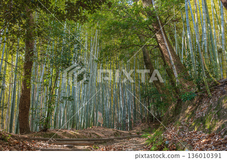 Hiking course of Mt. Tenno, Oyamazaki Town, Otokuni District, Kyoto Prefecture 136010391