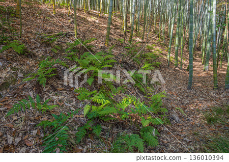 京都府乙國郡大山崎町天王山竹林 136010394