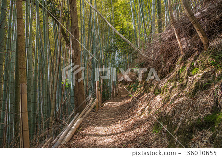 天王山健行步道，竹林小徑，京都府乙國郡大山崎町 136010655