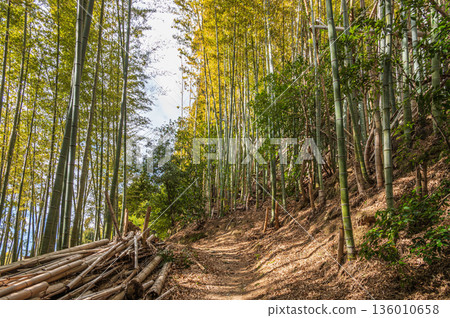 Mt. Tenno's hiking trail, Bamboo Forest Path, Oyamazaki Town, Otokuni District, Kyoto Prefecture 136010658
