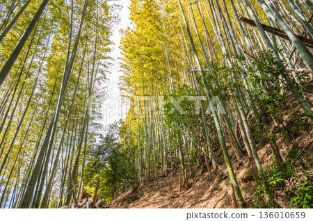 天王山健行步道，竹林小徑，京都府乙國郡大山崎町 136010659