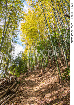 天王山健行步道,竹林小徑,京都府乙國郡大山崎町 天王山健行步道,竹林小徑,京都府乙國郡大山崎町 136010660