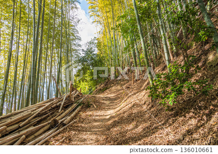 Mt. Tenno's hiking trail, Bamboo Forest Path, Oyamazaki Town, Otokuni District, Kyoto Prefecture 136010661