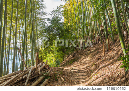 Mt. Tenno's hiking trail, Bamboo Forest Path, Oyamazaki Town, Otokuni District, Kyoto Prefecture Mt. Tenno's hiking trail, Bamboo Forest Path, Oyamazaki Town, Otokuni District, Kyoto Prefecture 136010662