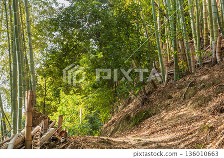 Mt. Tenno's hiking trail, Bamboo Forest Path, Oyamazaki Town, Otokuni District, Kyoto Prefecture 136010663
