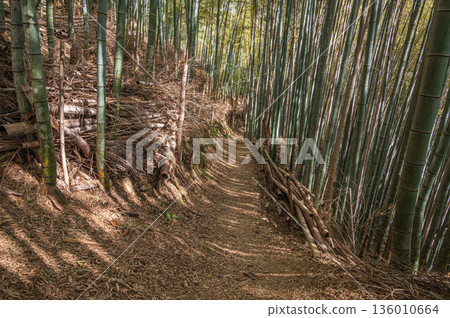 Mt. Tenno's hiking trail, Bamboo Forest Path, Oyamazaki Town, Otokuni District, Kyoto Prefecture Mt. Tenno's hiking trail, Bamboo Forest Path, Oyamazaki Town, Otokuni District, Kyoto Prefecture 136010664