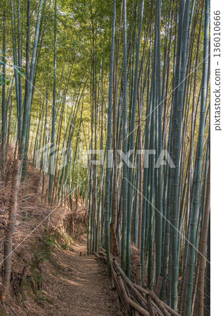 Mt. Tenno's hiking trail, Bamboo Forest Path, Oyamazaki Town, Otokuni District, Kyoto Prefecture 136010666