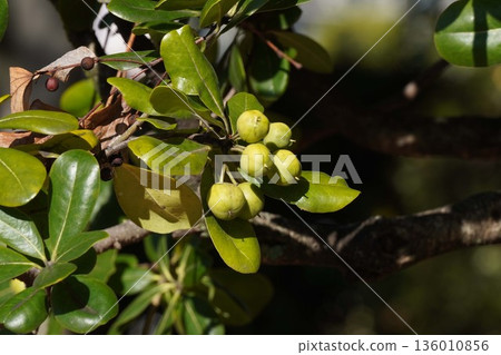 Pittosporum berries, November 2025 Pittosporum berries, November 2025 136010856