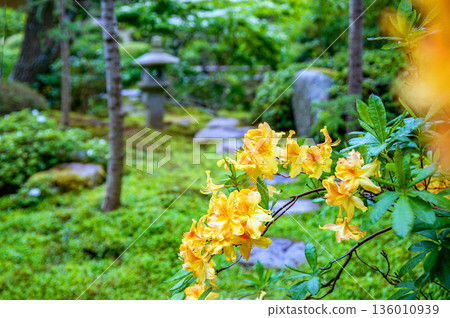 Yellow  rhododendron blossoms in Danish Japanese garden in Odens 136010939