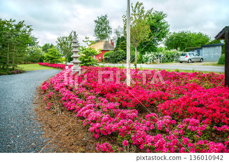 Awe pink and red rhododendron blossoms at entrance of Japanese g 136010942