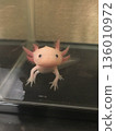 Axolotl looking at me in an aquarium 136010972