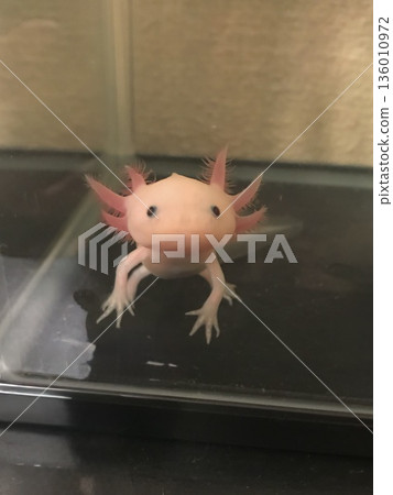 Axolotl looking at me in an aquarium 136010972