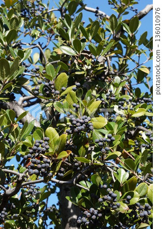 Umbelia umbellata fruit, November 2025 Umbelia umbellata fruit, November 2025 136010976